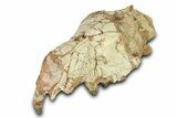 Fossil Hyaenodon Partial Skull - South Dakota #342200-3